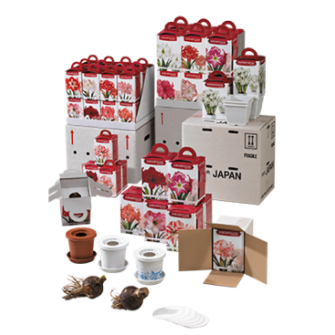 Amaryllis Showdozen/verpakkingen